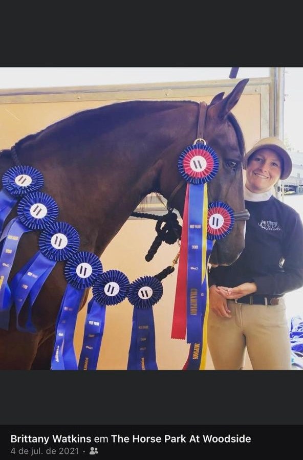 Cavalo campeão no The Horse Park at Woodside com diversos lacaços de campeonato