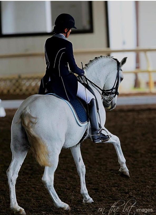 Cavalo executando movimento de adestramento em pista americana