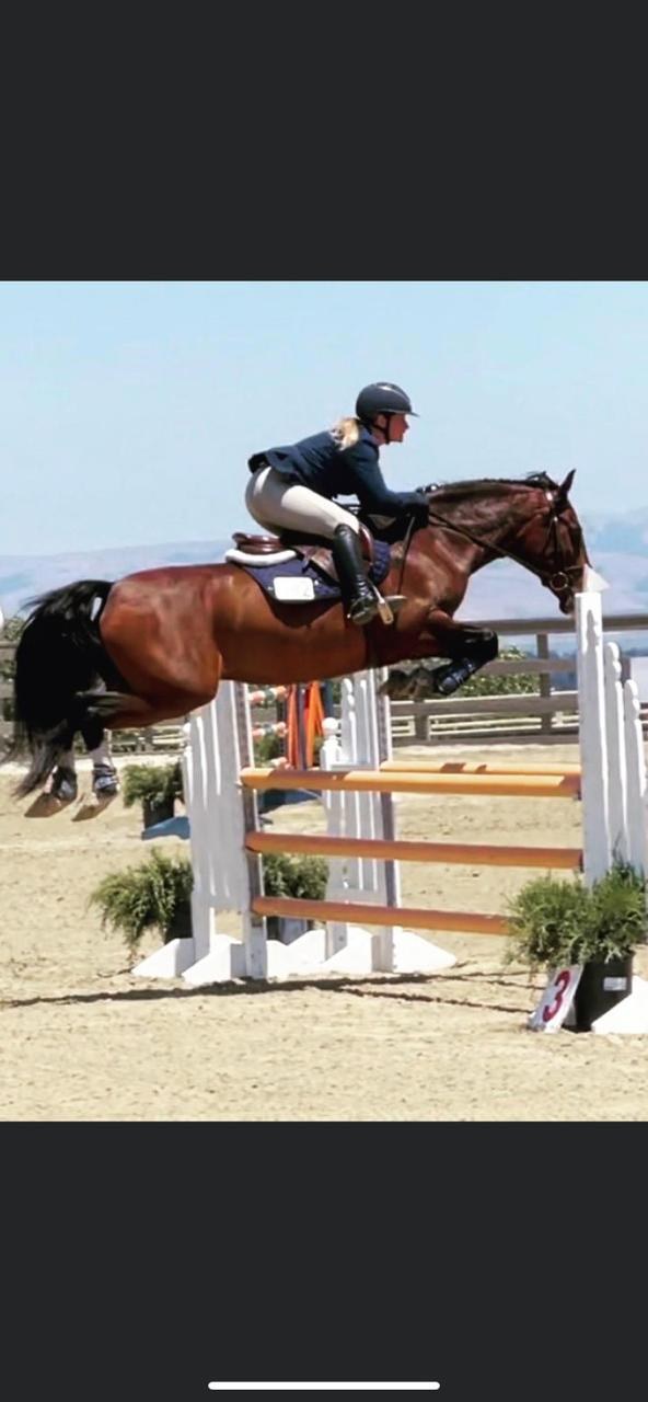 Cavalo treinado por Marquinho Vilela competindo em salto nos Estados Unidos